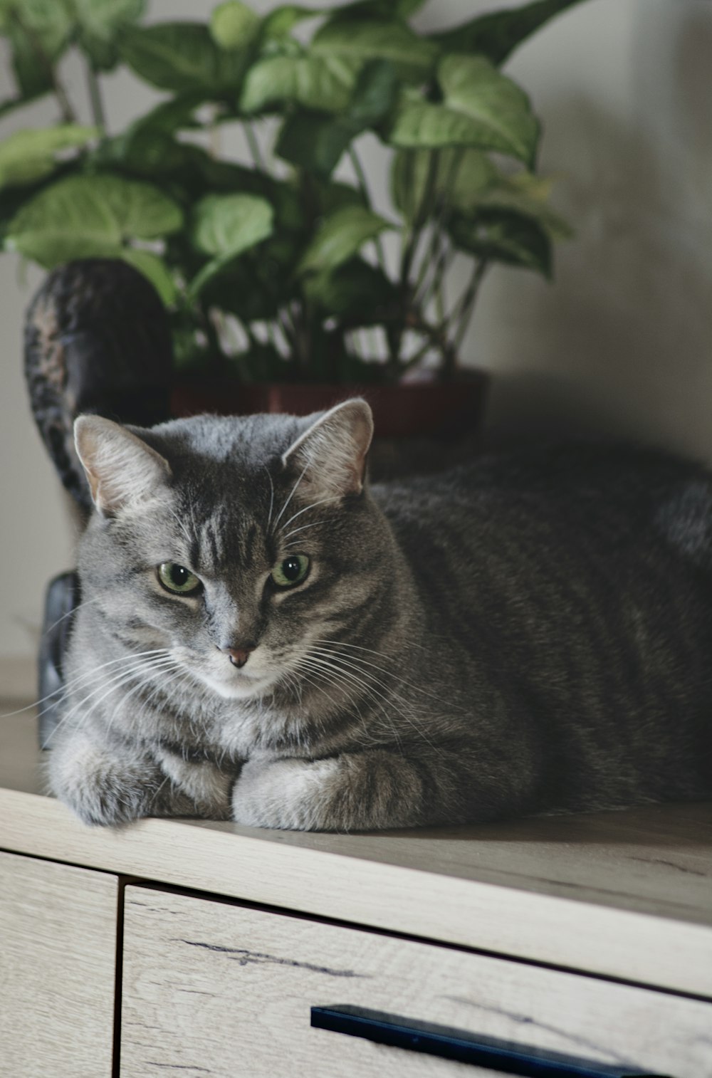 a cat laying on top of a wooden table next to a potted plant