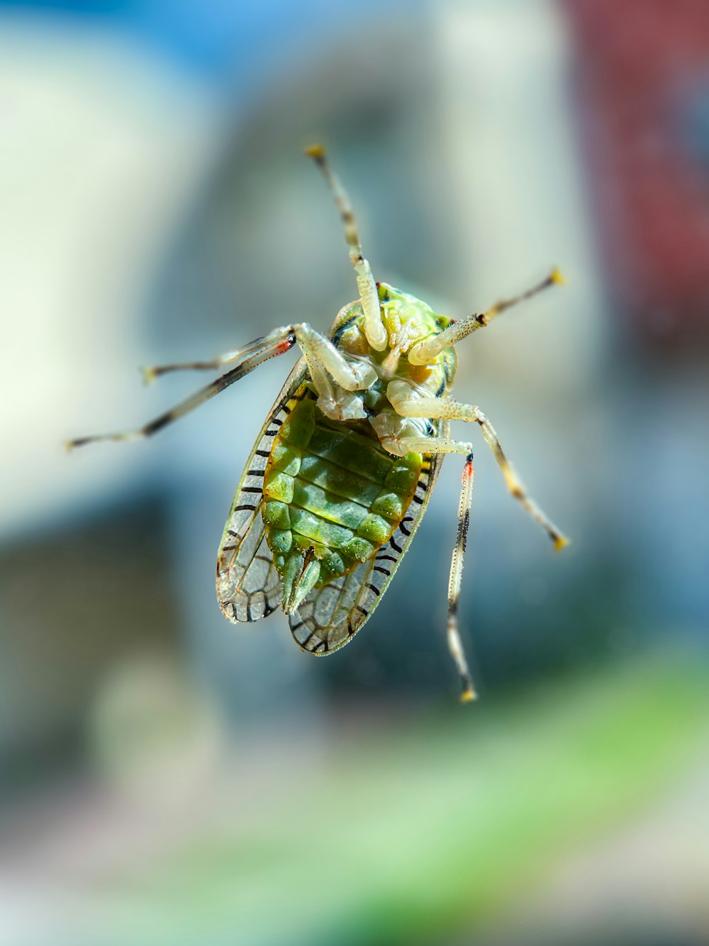 a close up of a bug on a person's hand