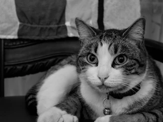 A close-up of a cat with a delicate, hand-stitched collar sitting on a colorful blanket.