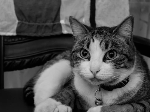 A close-up of a cat with a delicate, hand-stitched collar sitting on a colorful blanket.