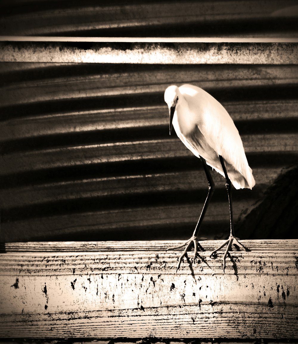 a black and white photo of a white bird