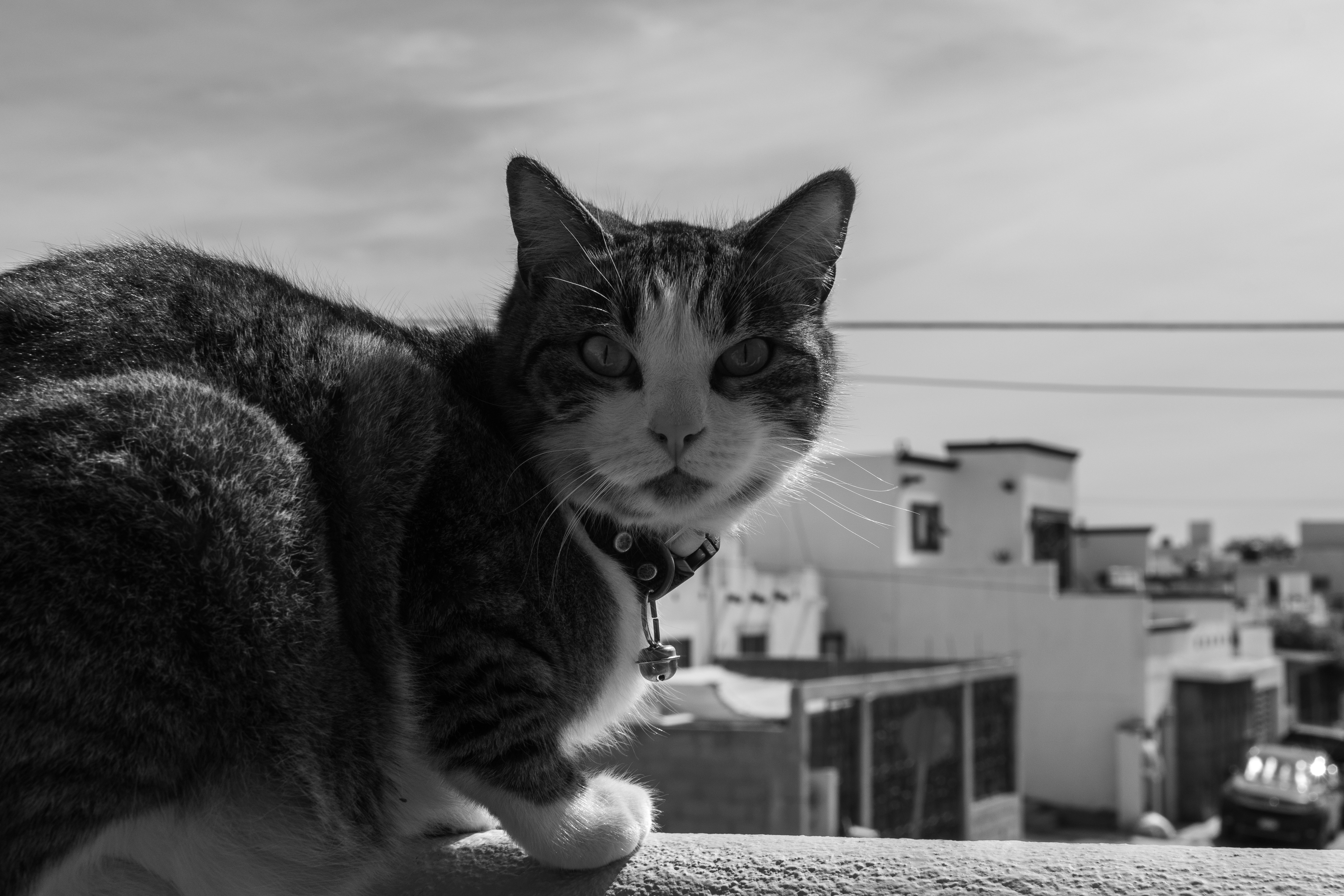 Fotomural a black and white photo of a cat on a ledge