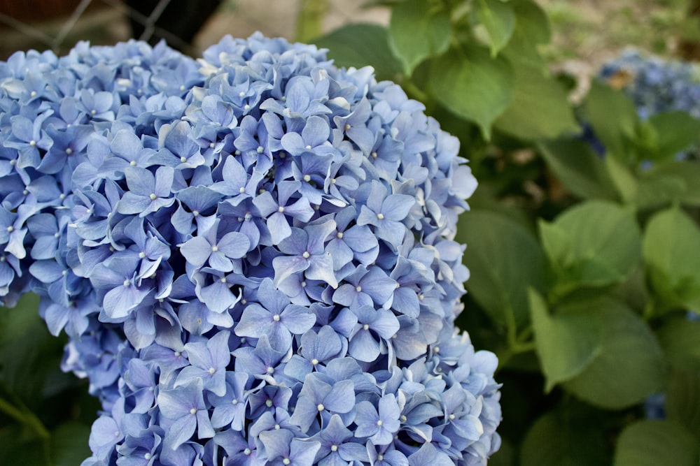 a close up of a bunch of blue flowers