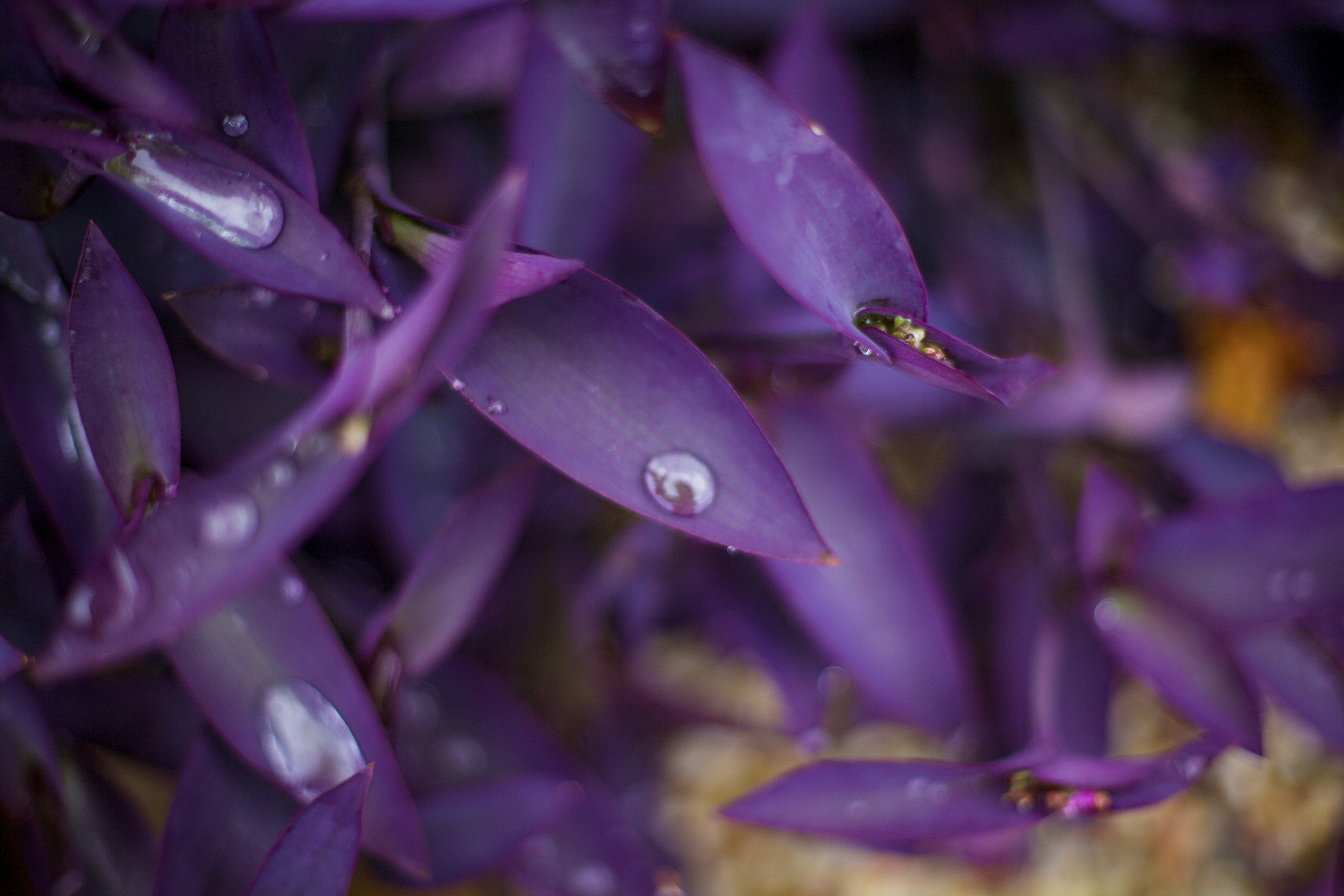 라일락은 어떤 꽃일까요? 식물학적 특징 알아보기