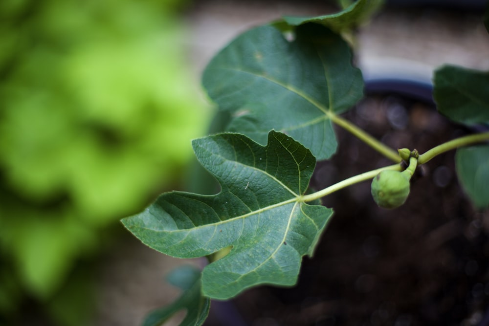 a close up of a green leaf on a plant