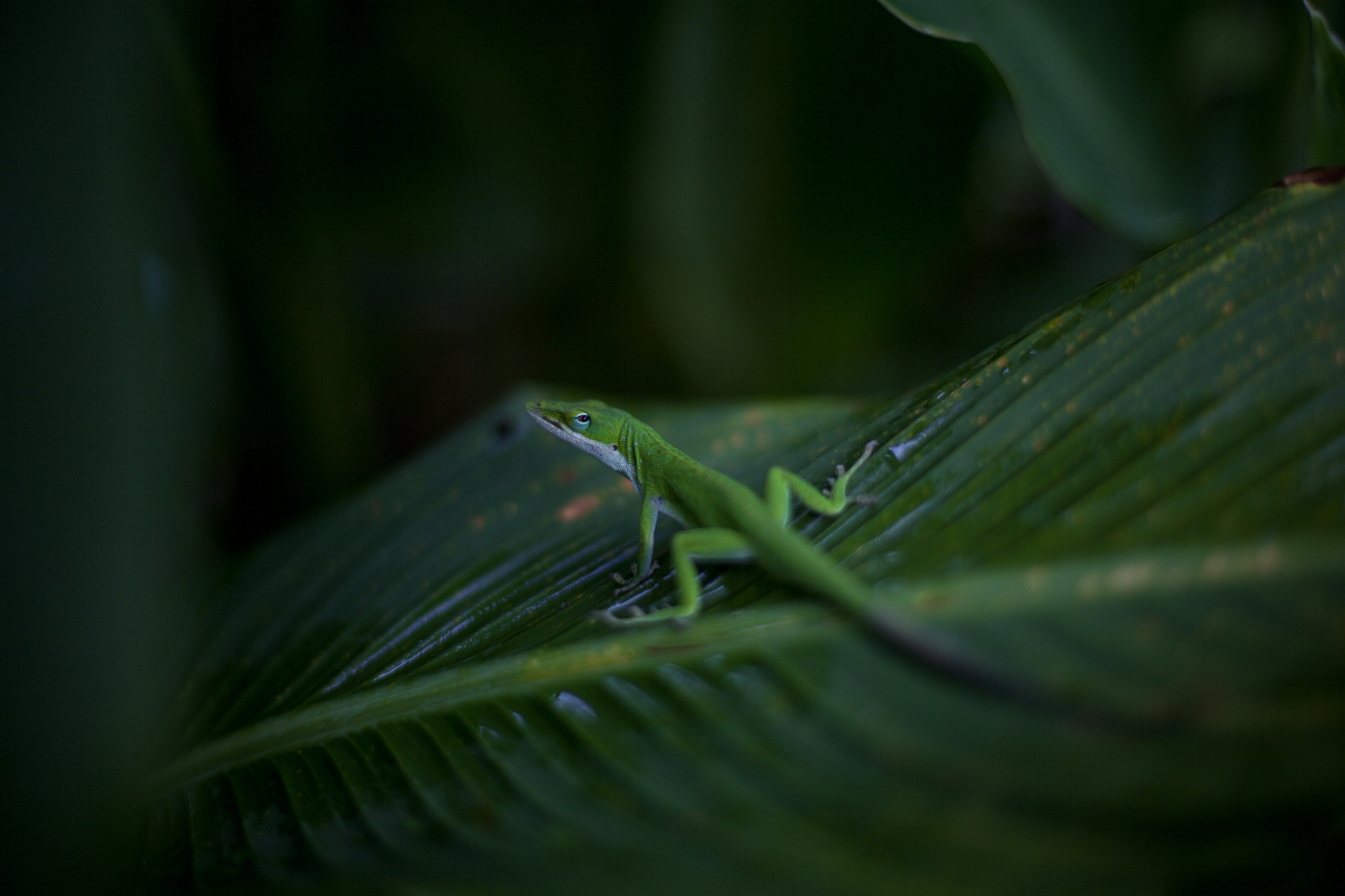 gecko wallpaper, wallpaper, 7 Cara Mengusir Tokek dari Rumah yang Efektif 6