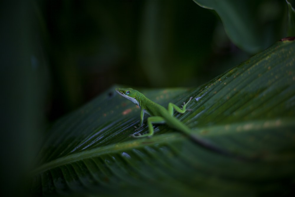 a green lizard sitting on top of a leaf