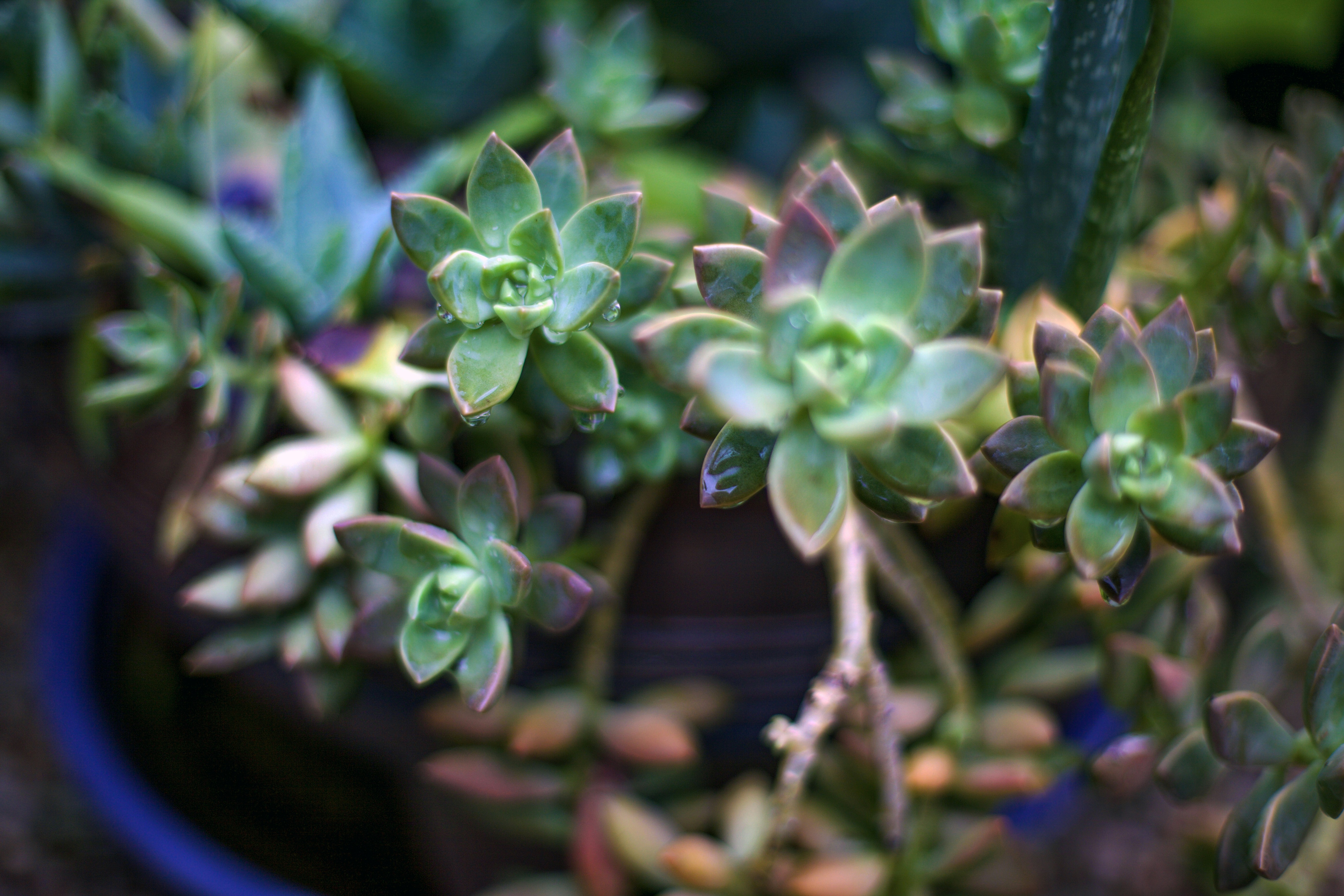 Photo by tamarushphotos