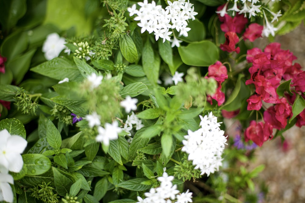 a bunch of flowers that are next to each other