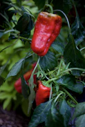 Close-up of fresh green bell peppers hanging on the plant.