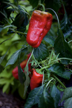 Close-up of fresh green bell peppers hanging on the plant.
