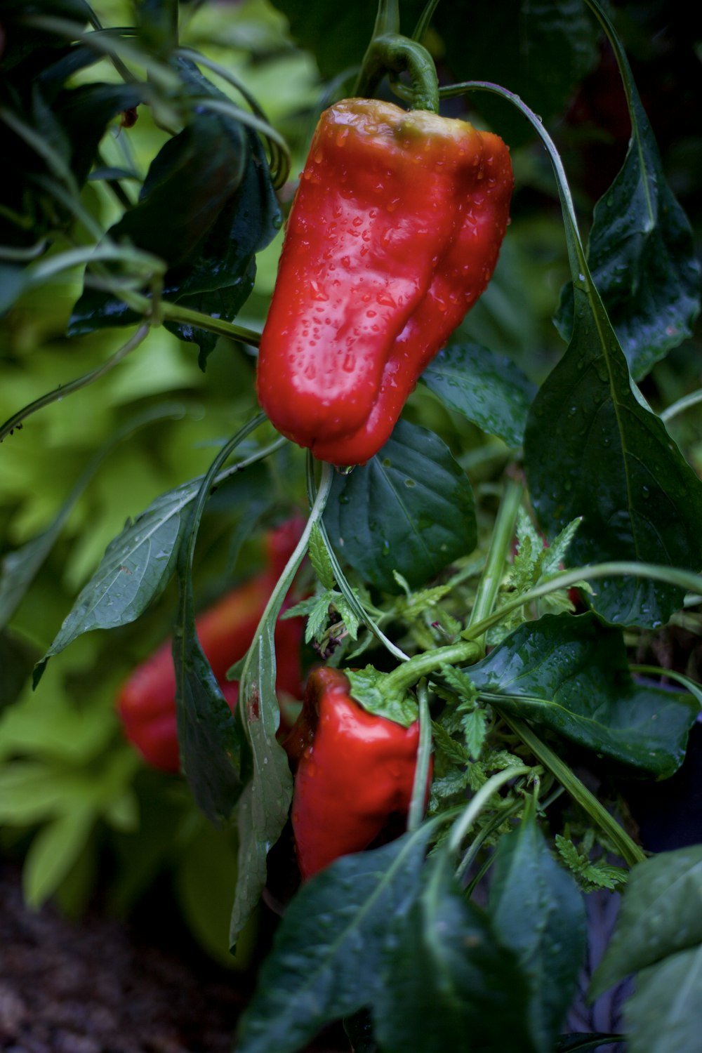 a close up of a red pepper on a plant