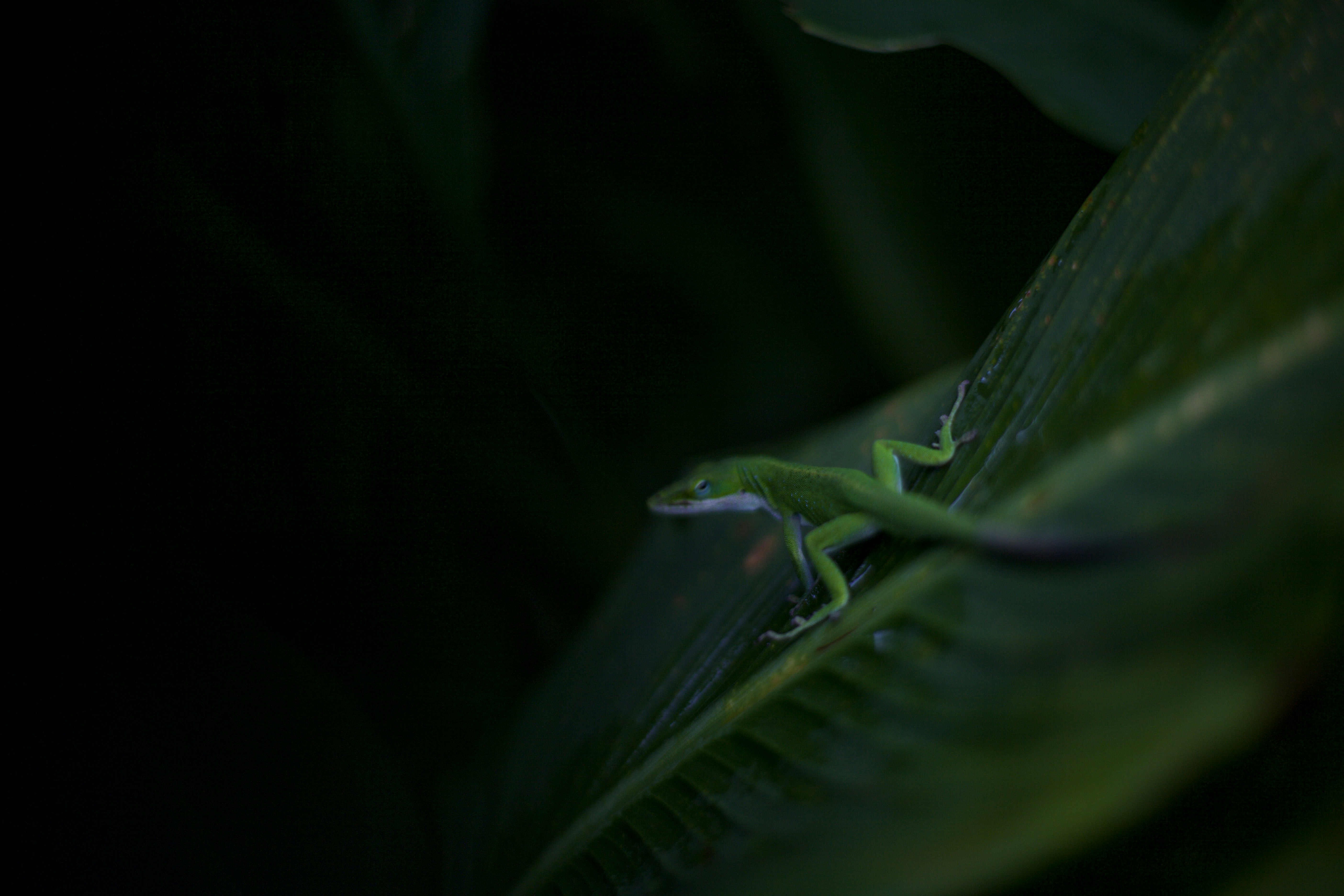 gecko wallpaper, wallpaper, 7 Cara Mengusir Tokek dari Rumah yang Efektif 5