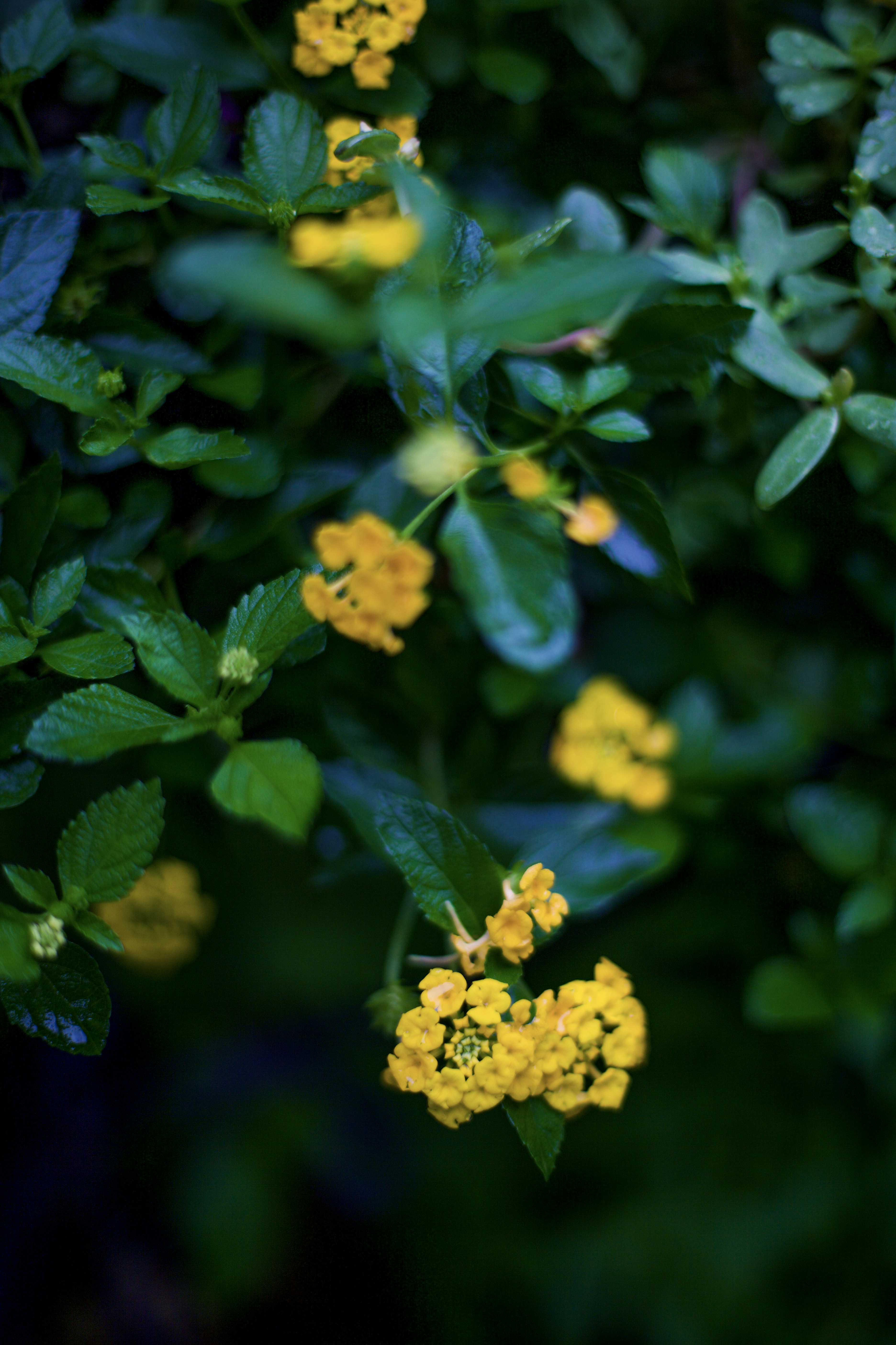 Photo by tamarushphotos