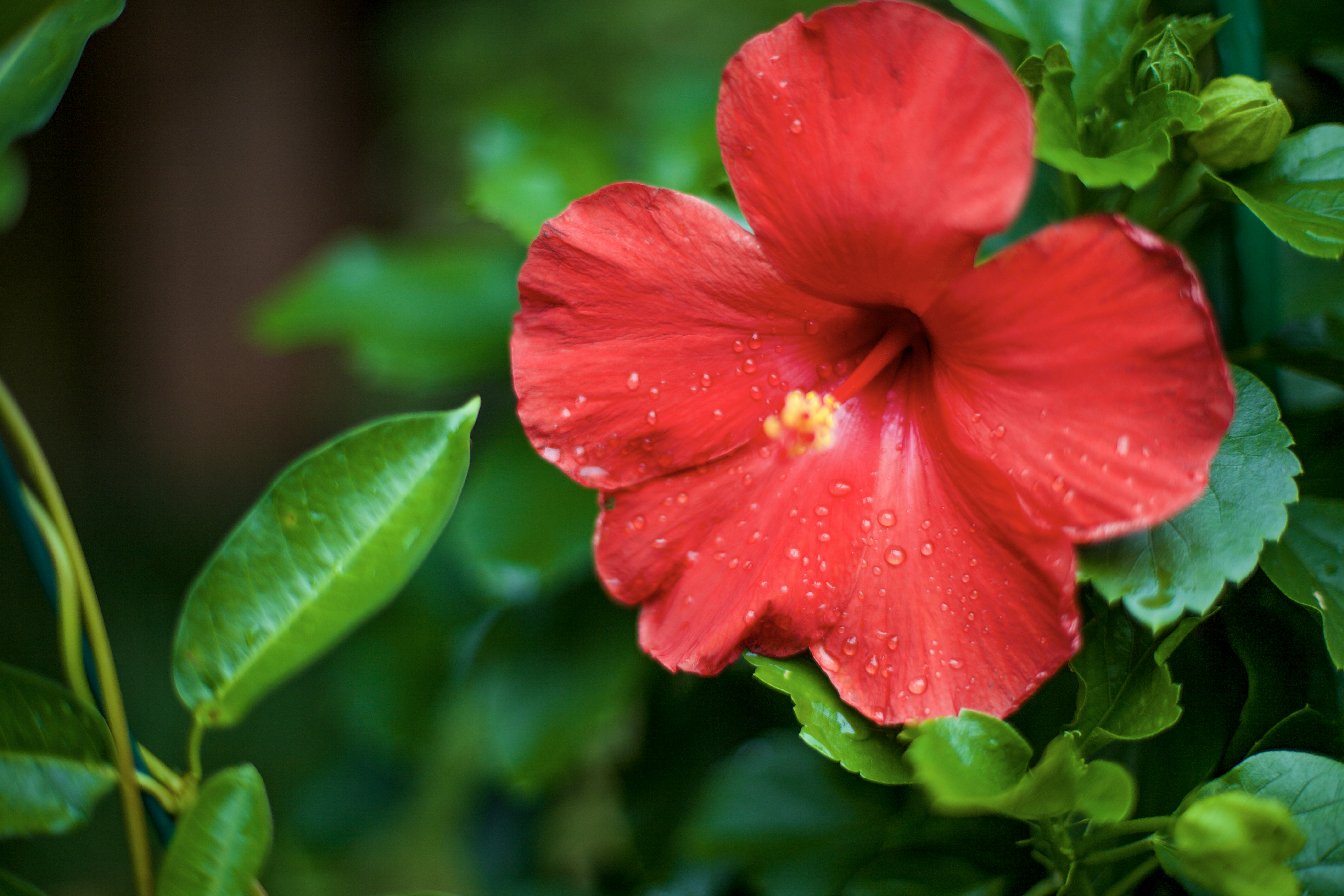 Photo by tamarushphotos