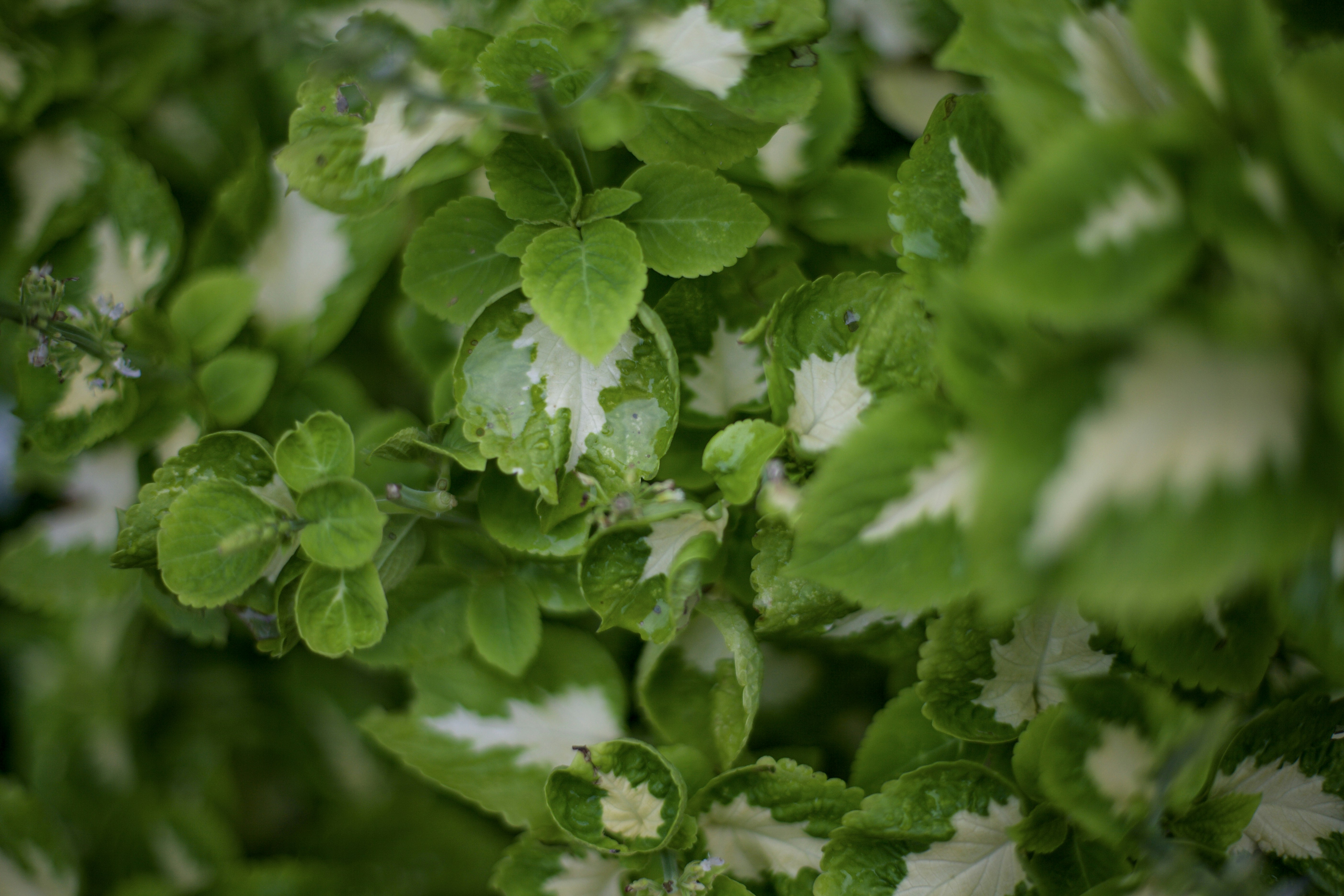 Photo by tamarushphotos