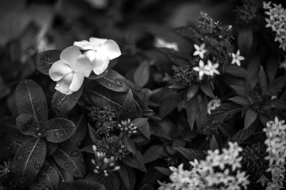 a black and white photo of some flowers