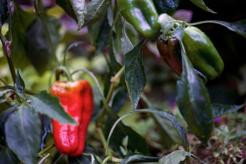 Close-up of vibrant baby capsicums from Holland with dew drops on their smooth skin.