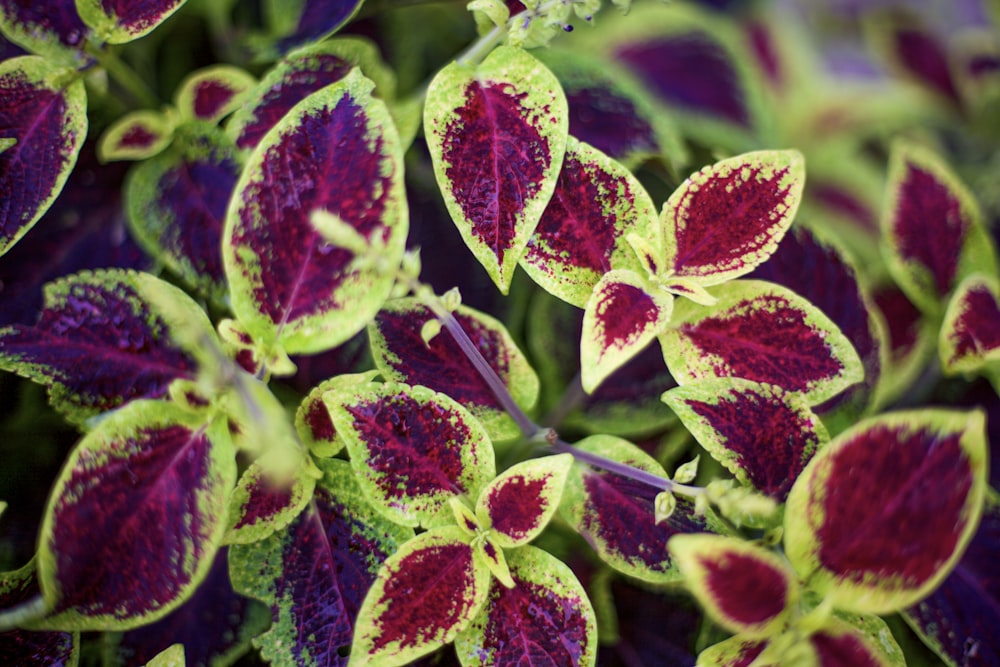 a close up of a purple and green plant