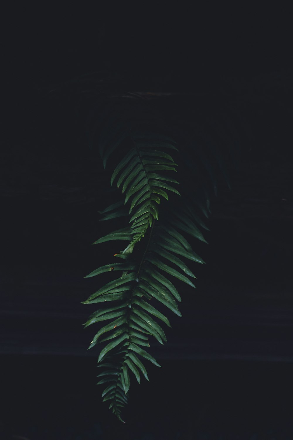 ein grünes Farnblatt auf dunklem Hintergrund