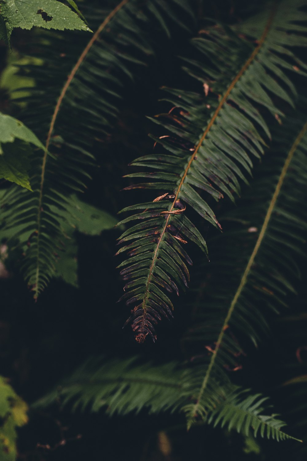 a close up of a green plant with lots of leaves