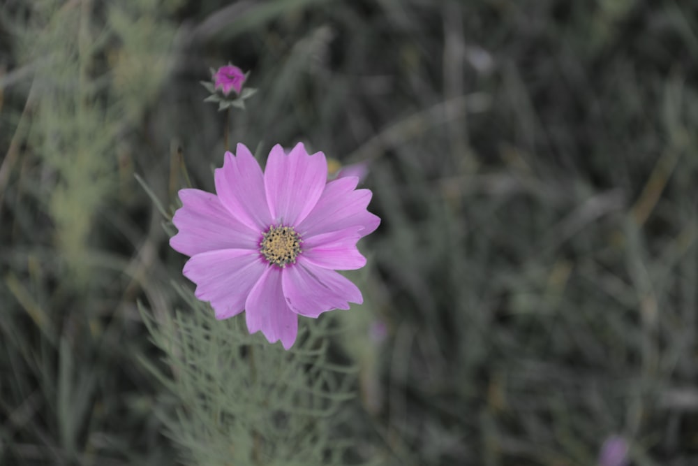 a pink flower with a yellow center in a field