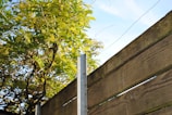 A wooden fence with vertical planks is partially in view, topped with metal posts. Above the fence, a lush tree with vibrant green leaves stretches into the sky, with a backdrop of clear blue.