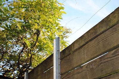 A wooden fence with vertical planks is partially in view, topped with metal posts. Above the fence, a lush tree with vibrant green leaves stretches into the sky, with a backdrop of clear blue.
