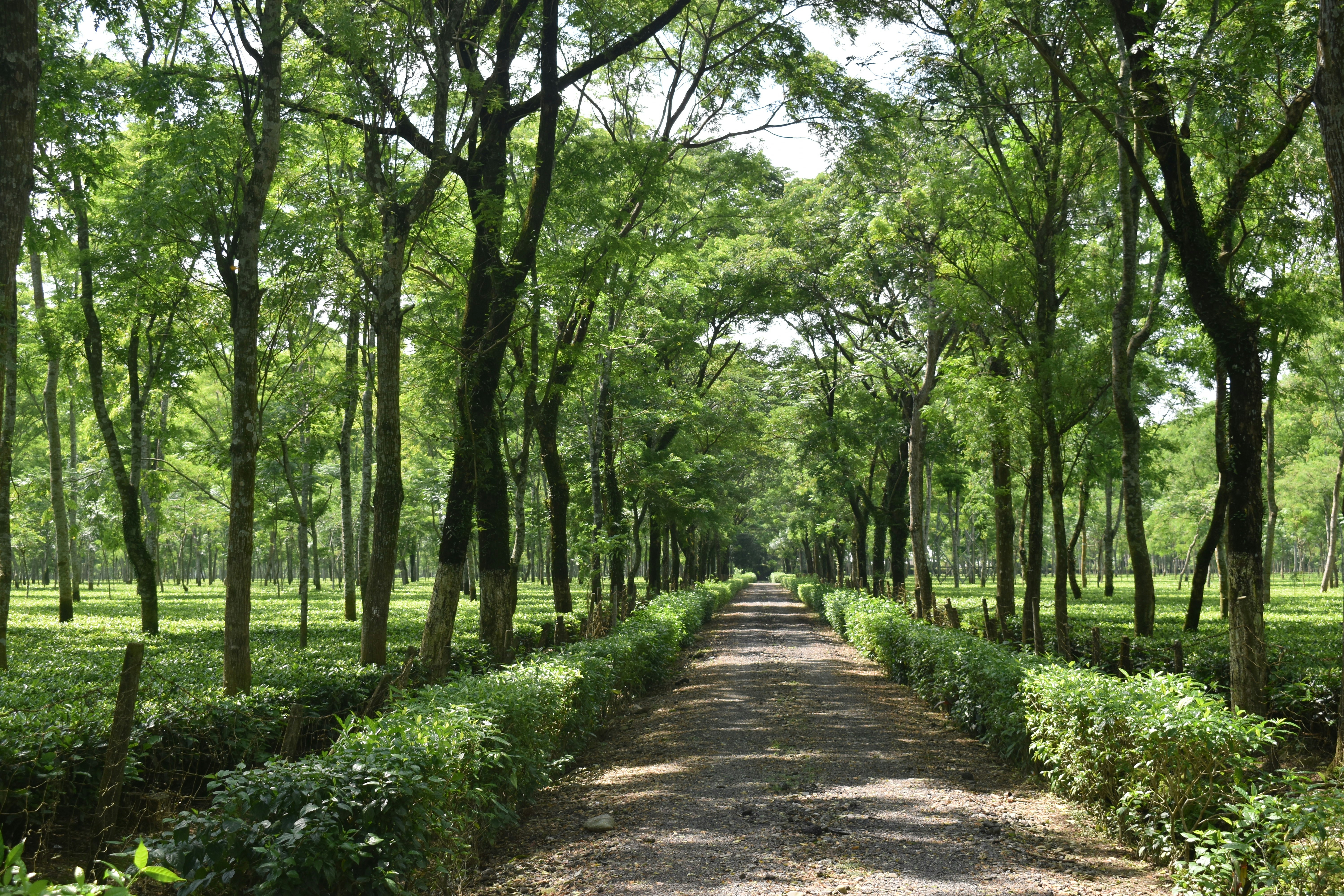 Photo by shourjodeepghosh7367