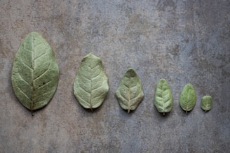 Close-up of hands arranging fresh sage leaves on a neutral linen cloth