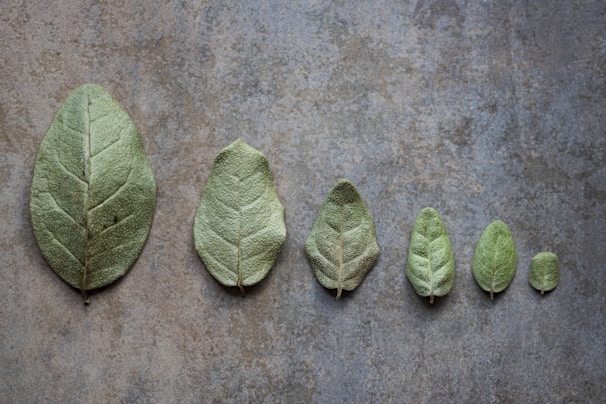 Dried sage leaves arranged artistically.