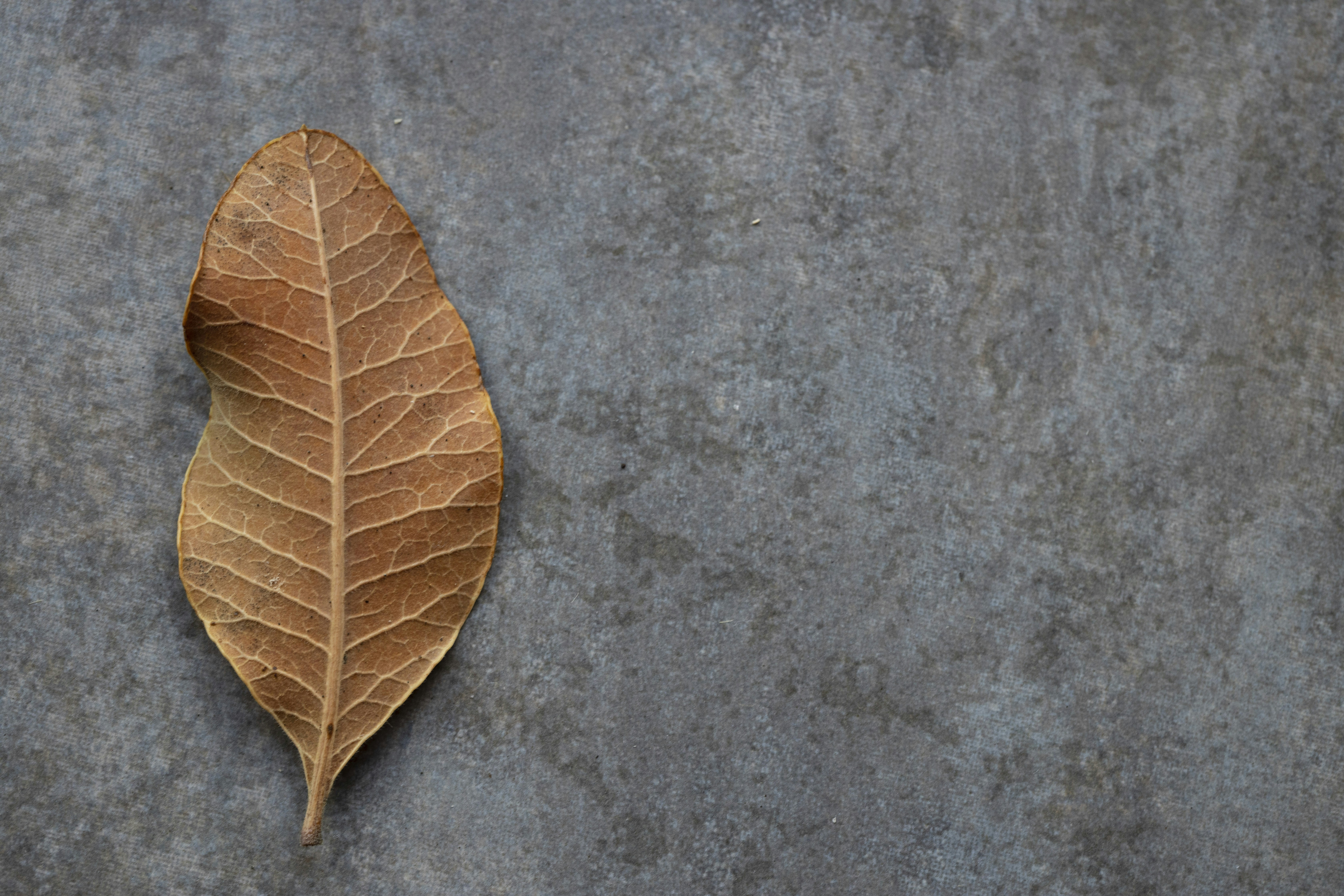 Elevate your presentations with ease using our templates. Whether you need a sleek and modern design or a more traditional layout, our templates cater to a wide range of business needs, helping you deliver impactful presentations every time.