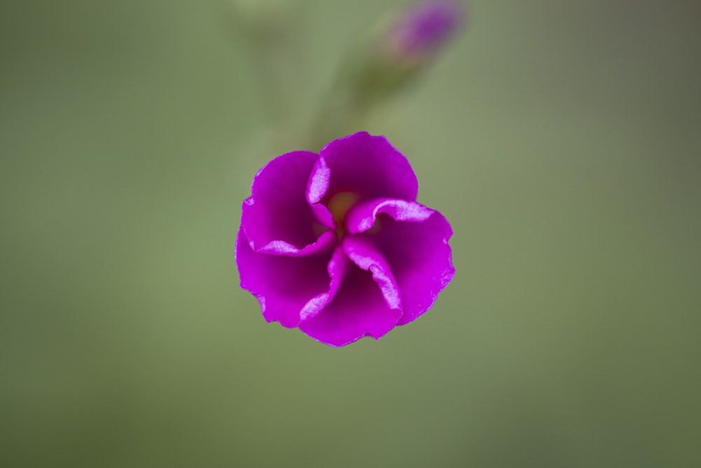 a purple flower with a green background
