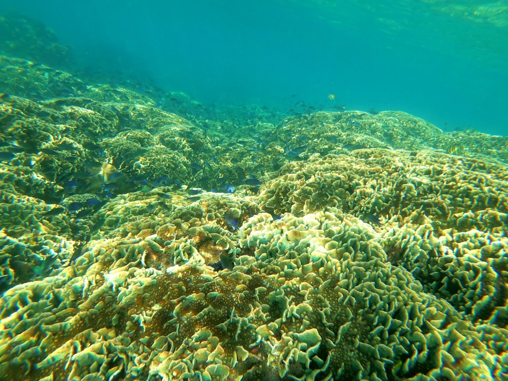 Una vista submarina de un arrecife de coral en el océano