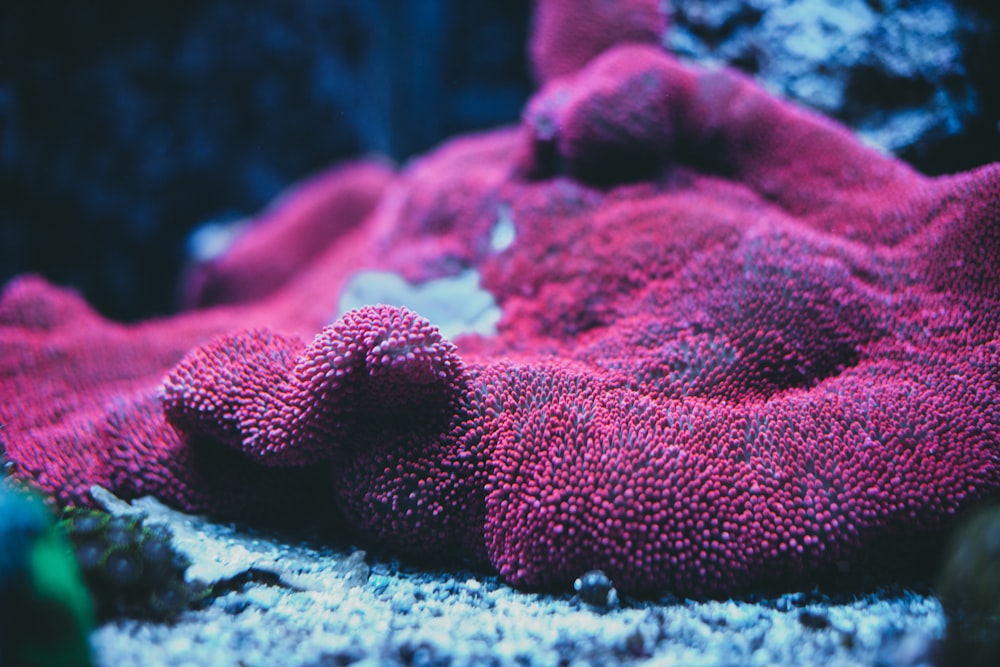 a close up of a coral on a coral reef