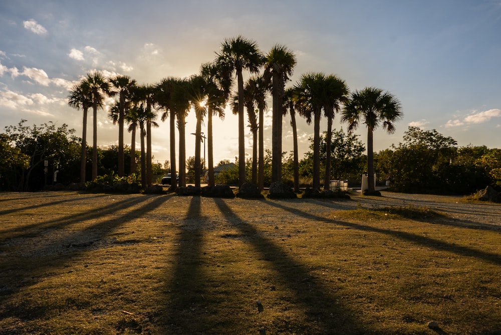 a group of palm trees casting long shadows on the ground