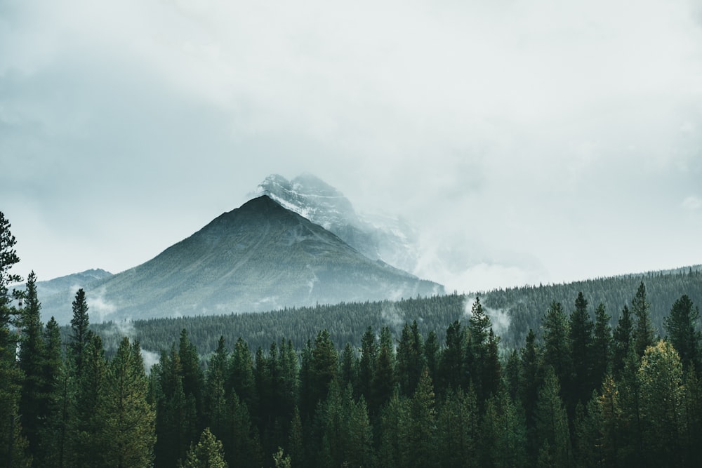 a mountain covered in fog with trees in the foreground