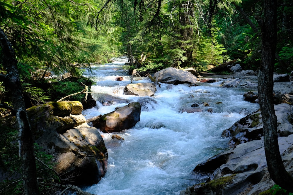 a river running through a lush green forest