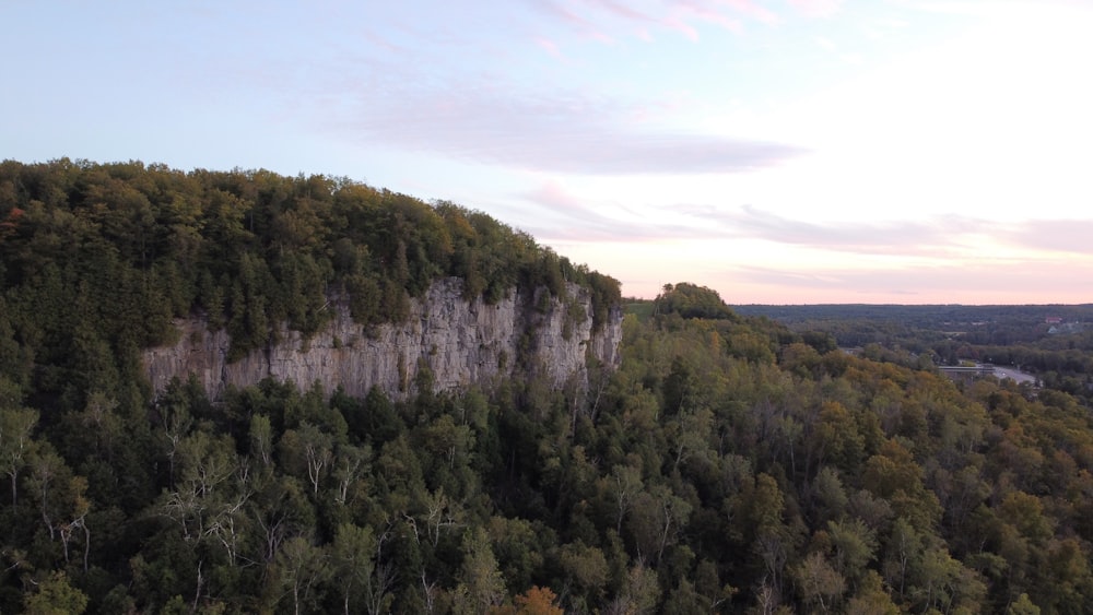 una vista di una foresta da un punto di vista elevato