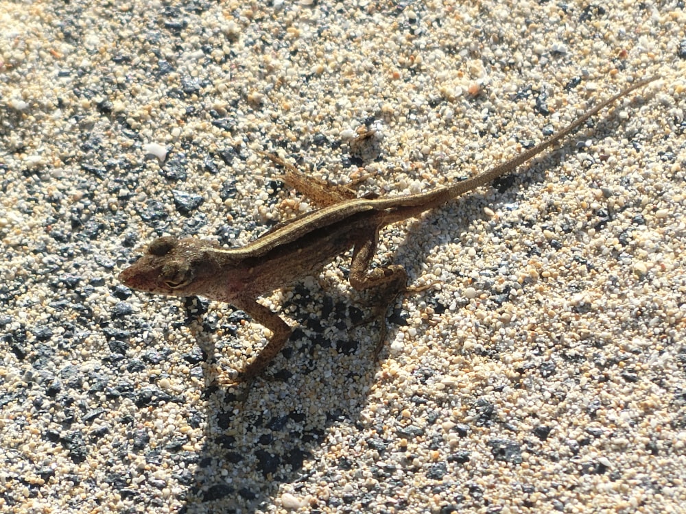 a small lizard is standing on a sidewalk