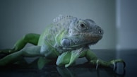a close up of a lizard on a table