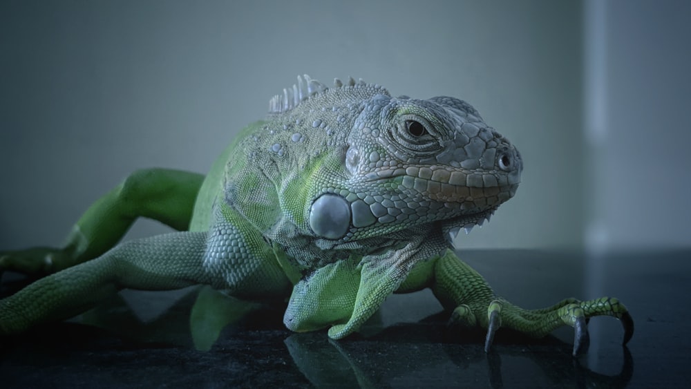 Gros plan d’un lézard sur une table