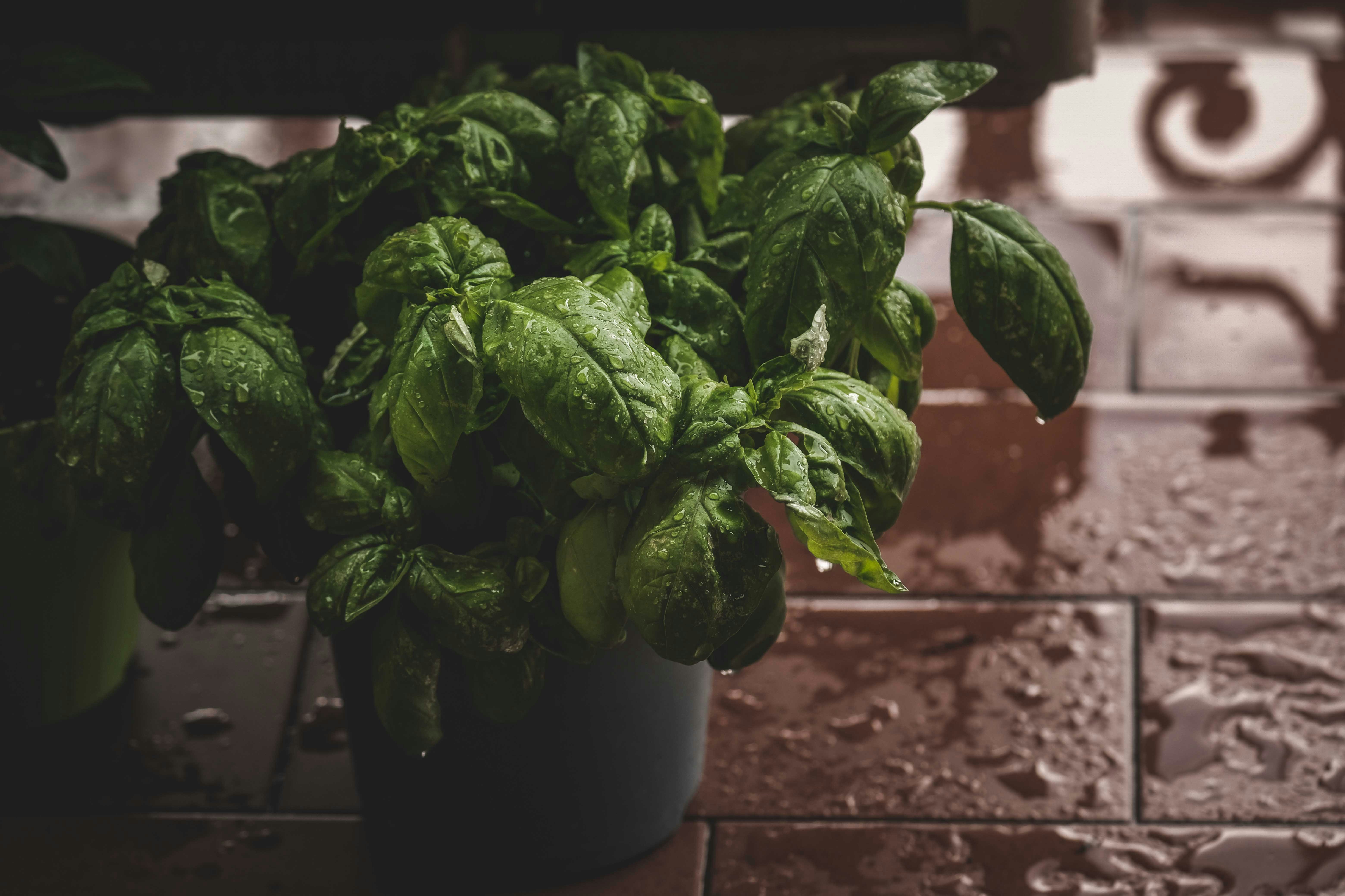 Photo by francesco_ungaro