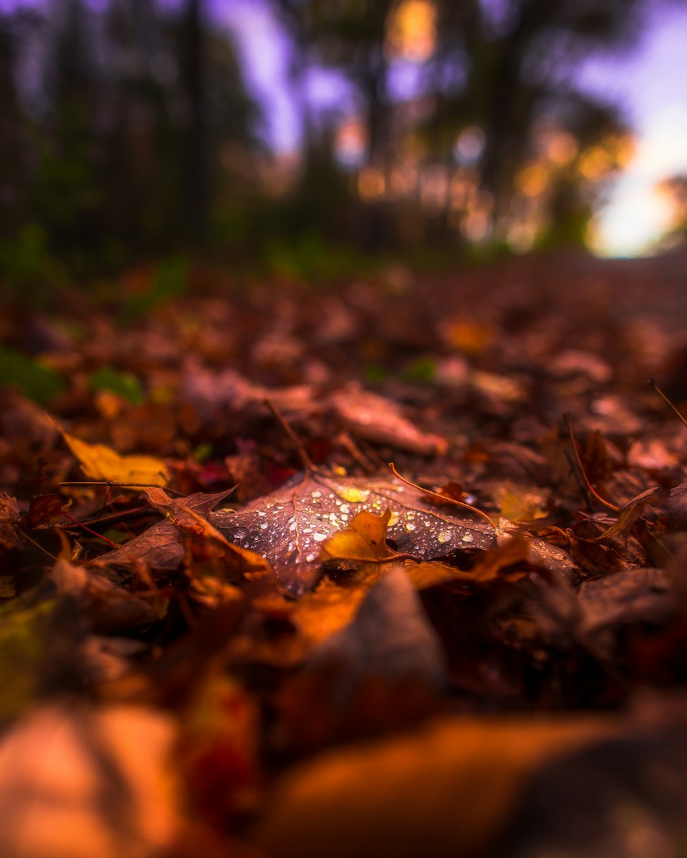 a bunch of leaves that are laying on the ground