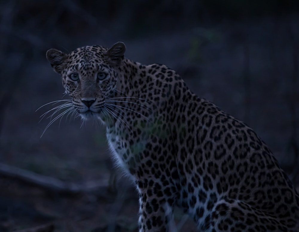 Un gran leopardo parado en medio de un bosque