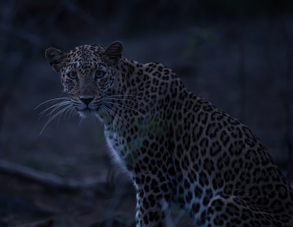 um grande leopardo em pé no meio de uma floresta