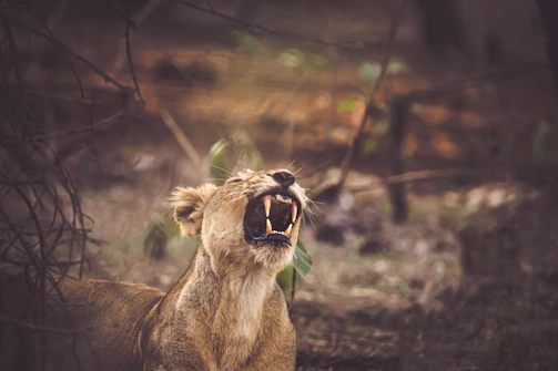 a lion yawns in a wooded area with its mouth open