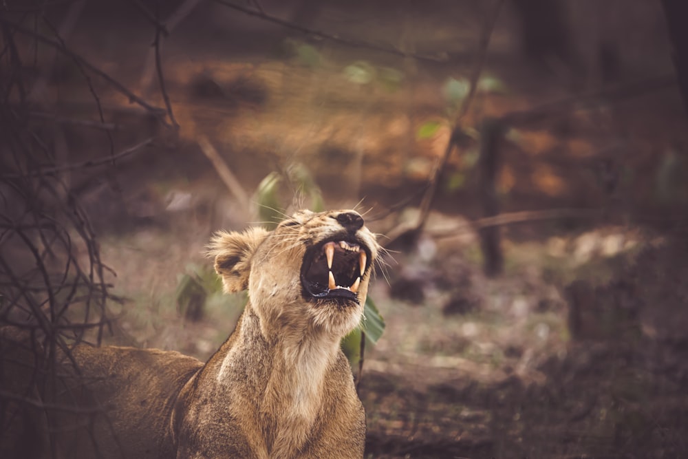 Un león bosteza en una zona boscosa con la boca abierta