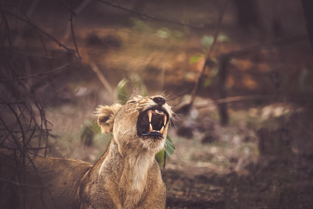 a lion yawns in a wooded area with its mouth open