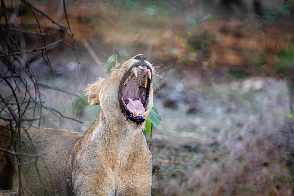 um leão boceja enquanto está em pé em um campo